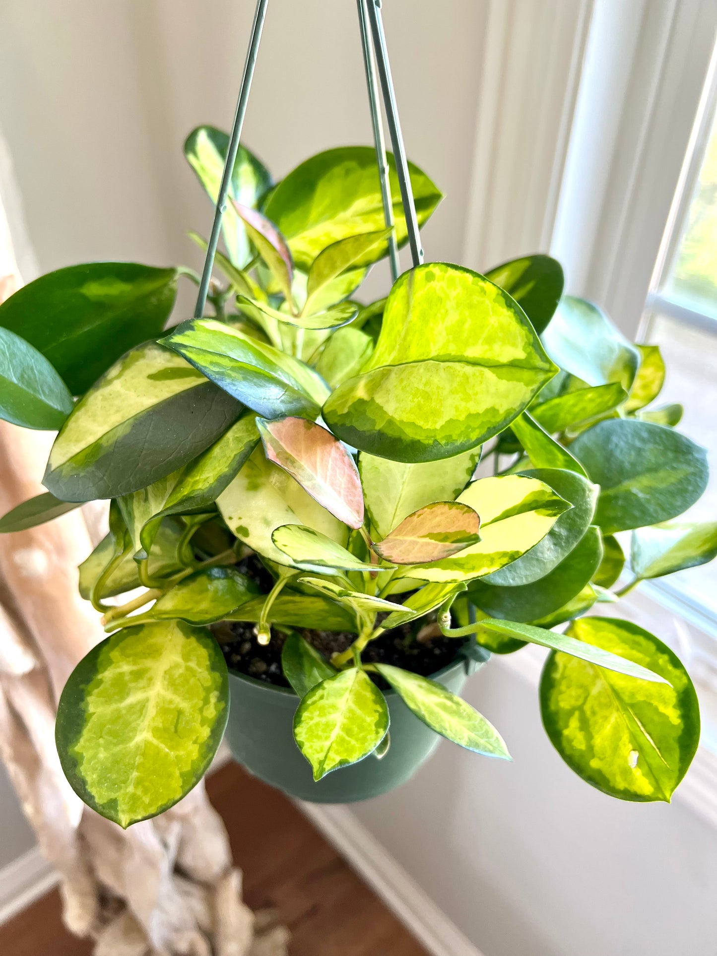 Hoya Lisa Australis