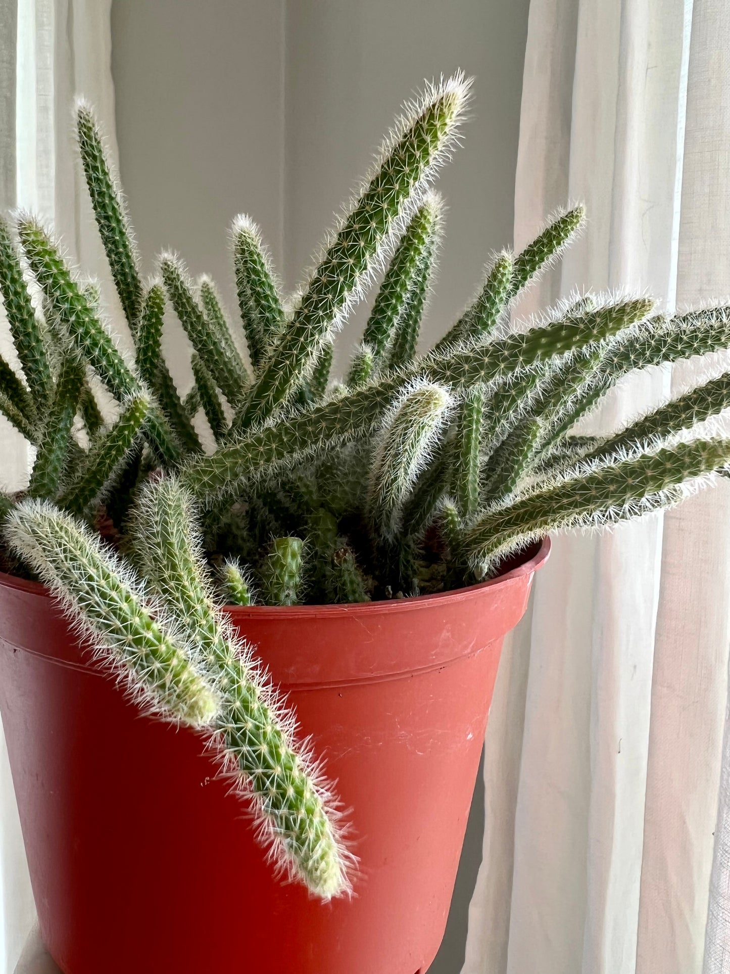 Rat Tail Cactus