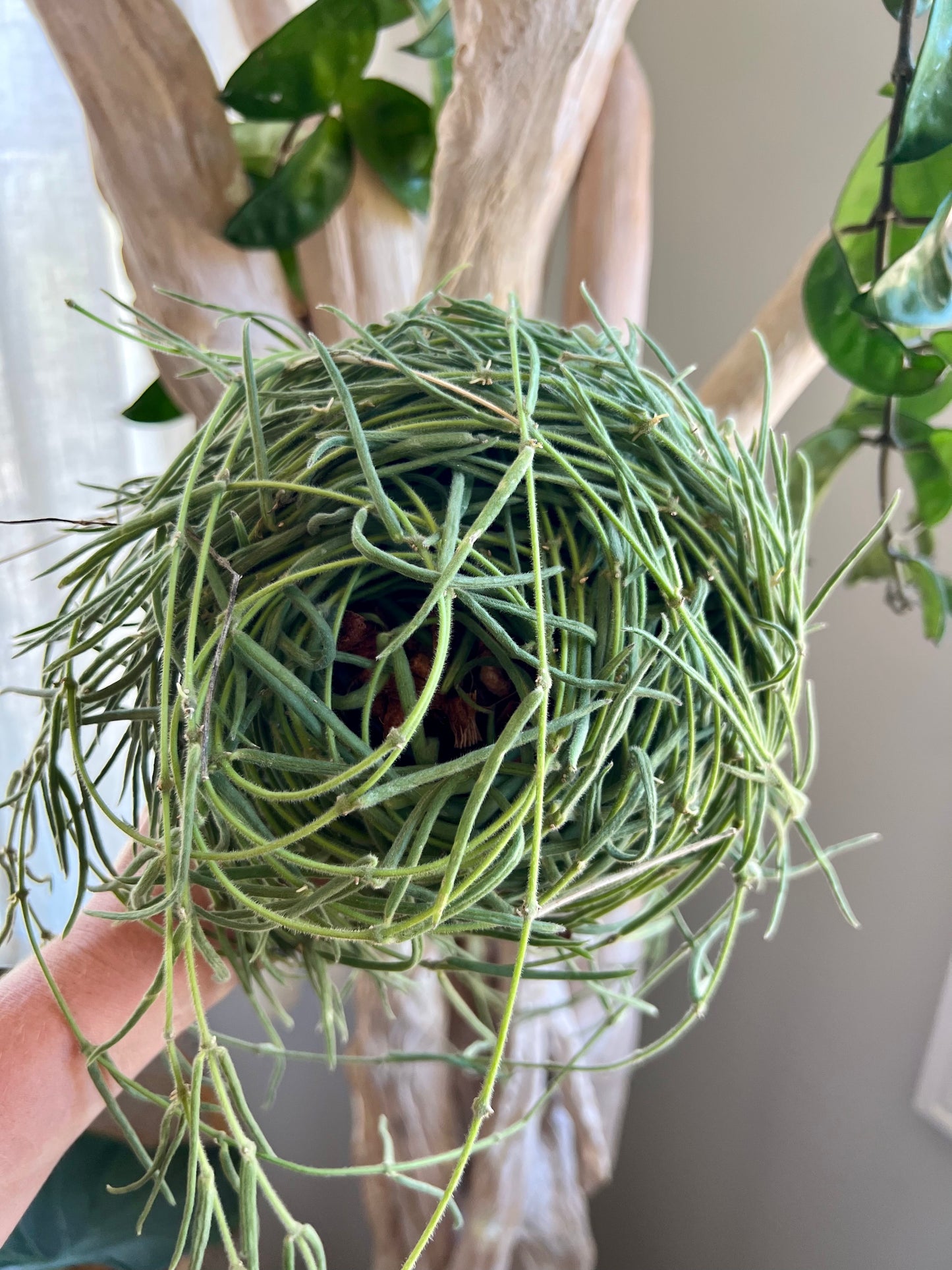 Hoya Linearis