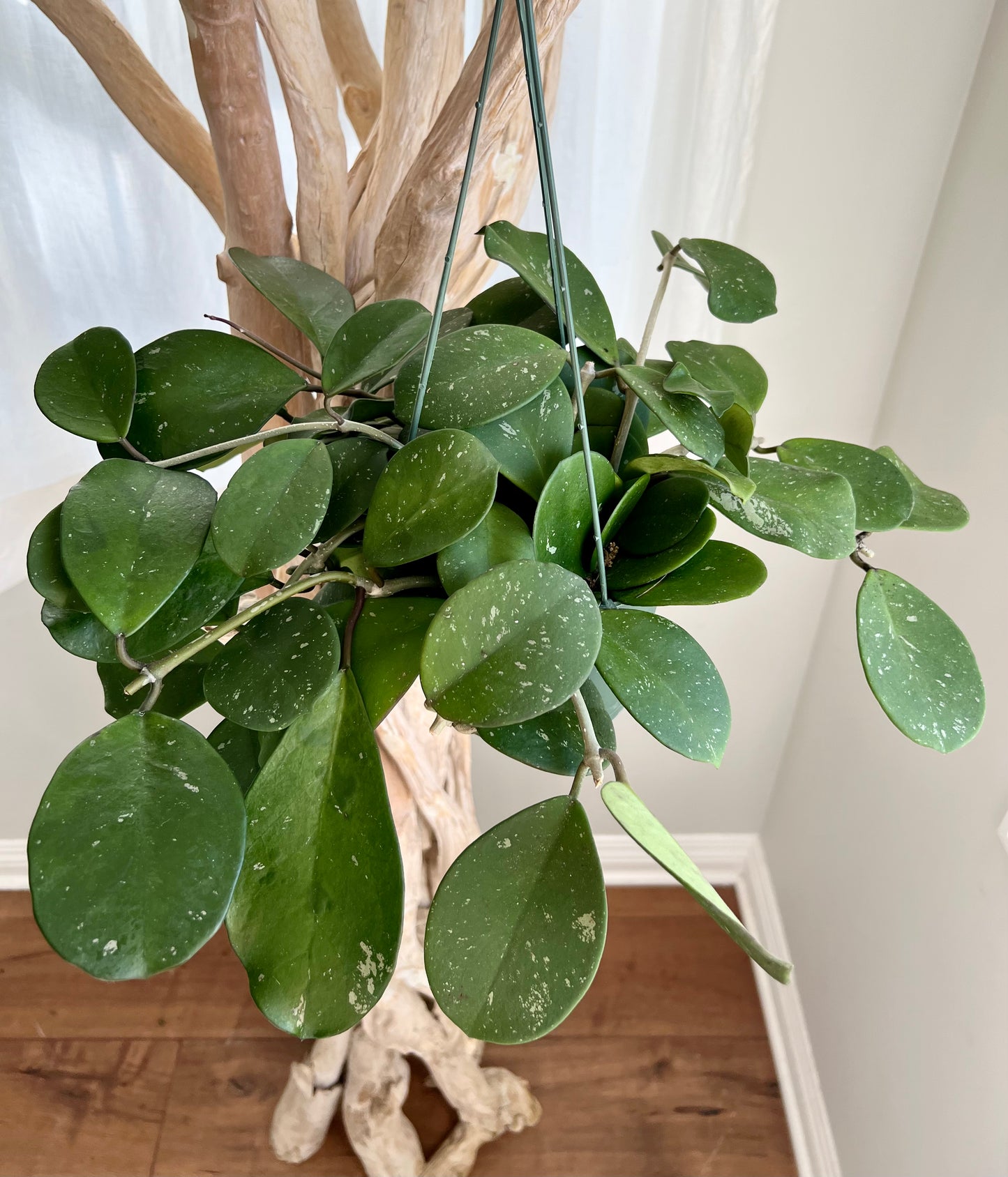 Hoya Obovata