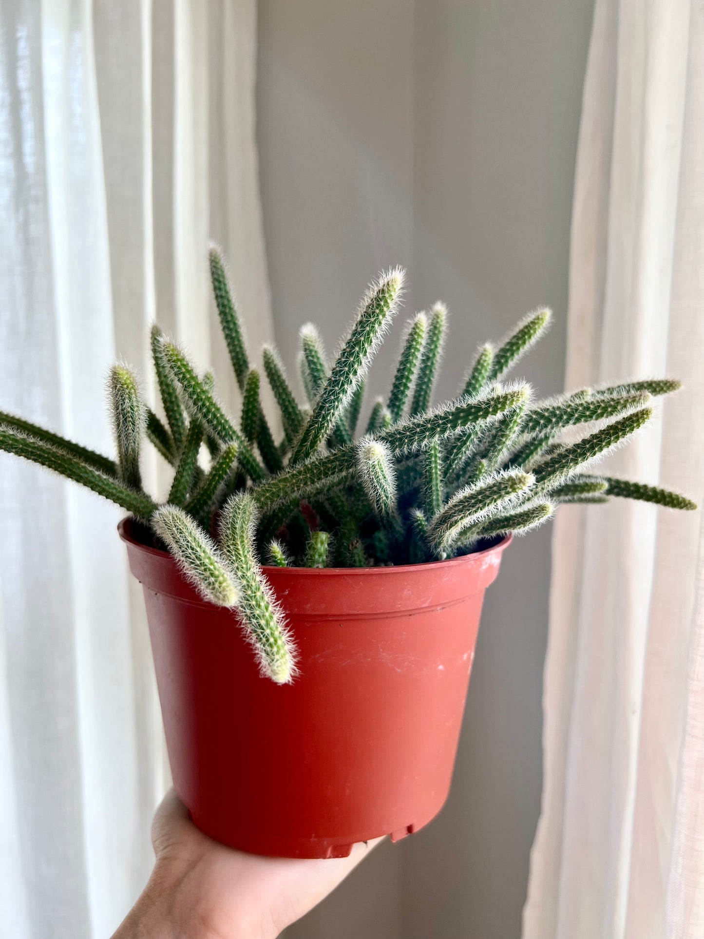 Rat Tail Cactus