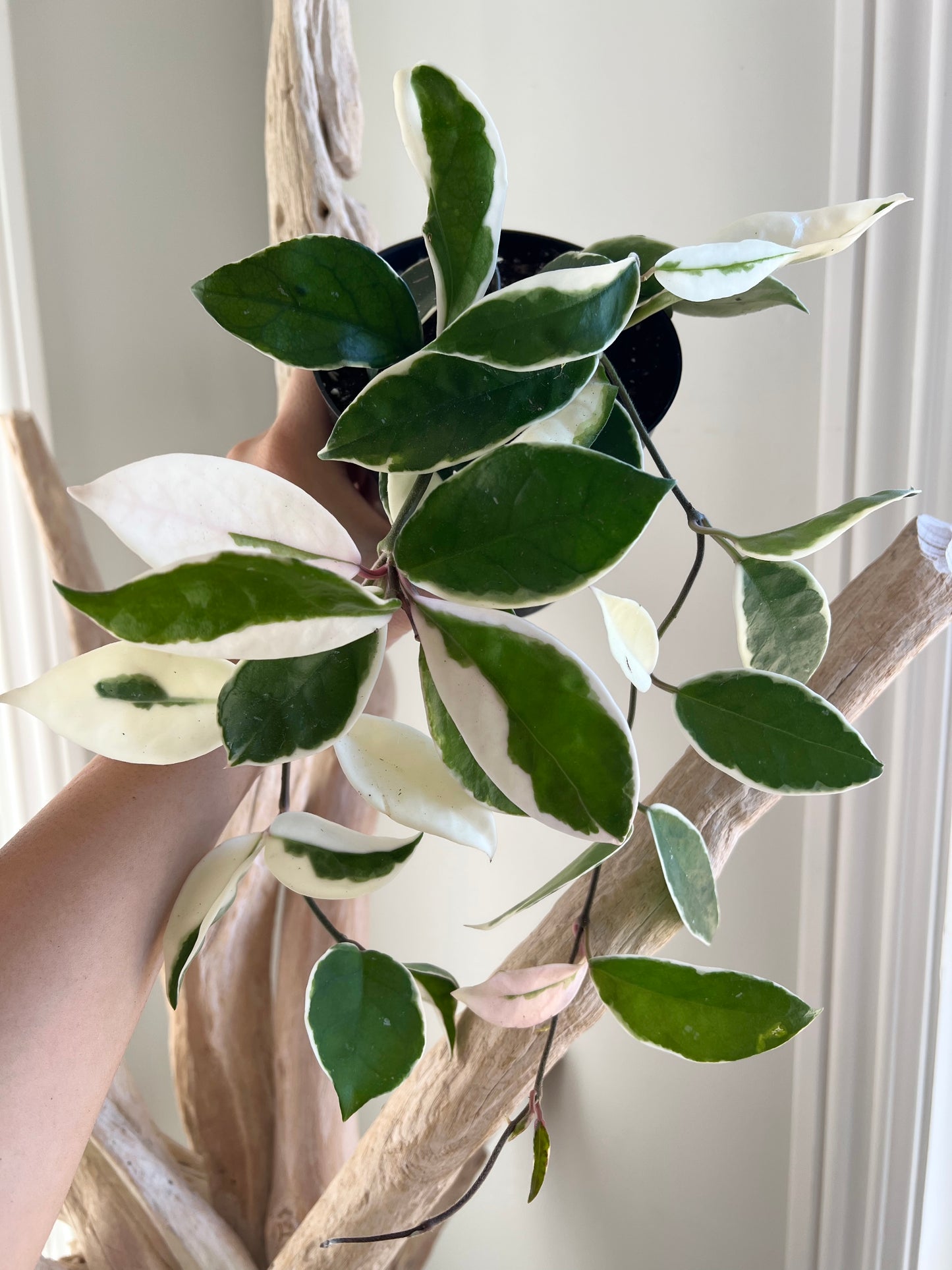 Krimson Queen Hoya