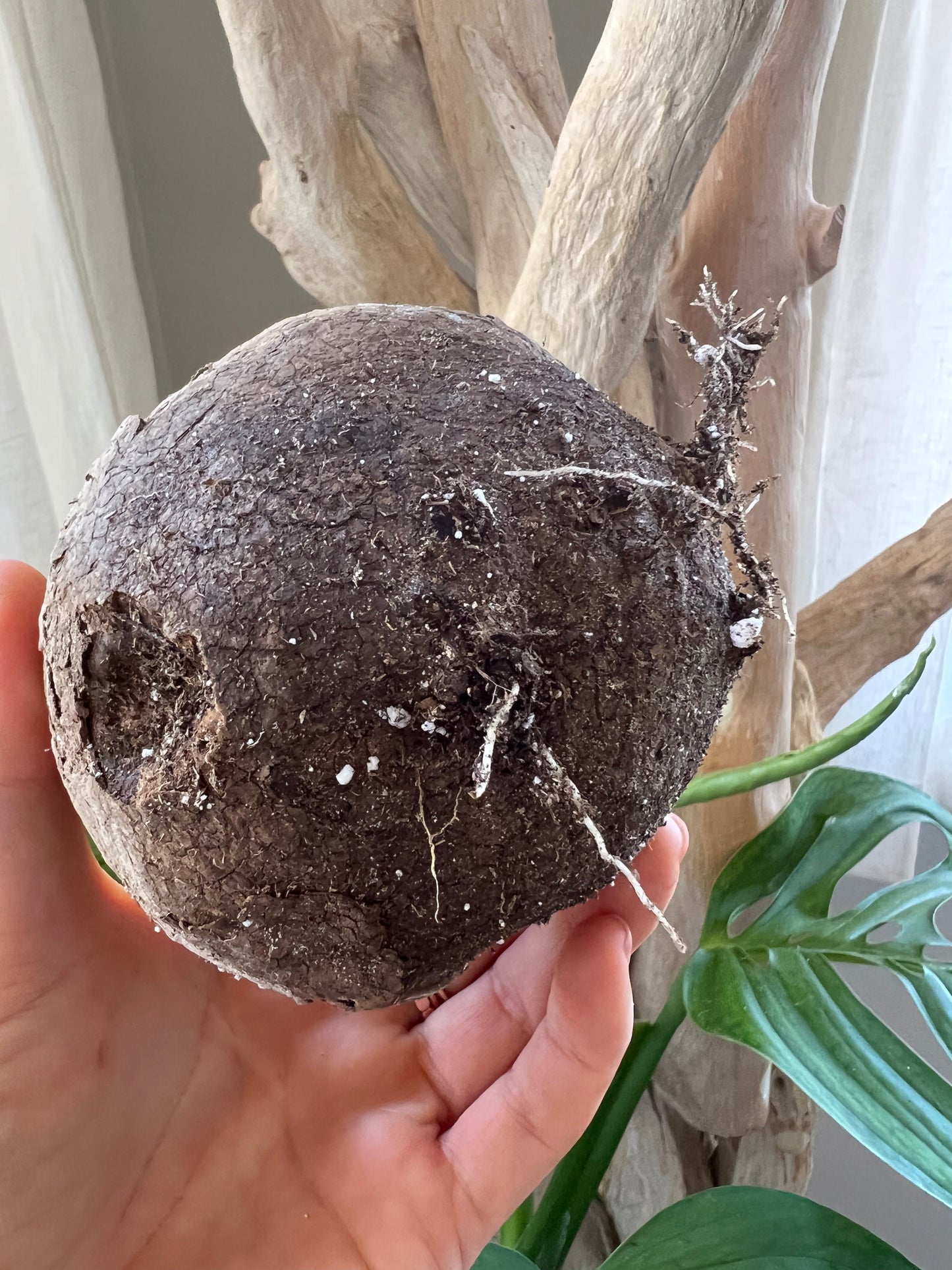 Stephania Erecta