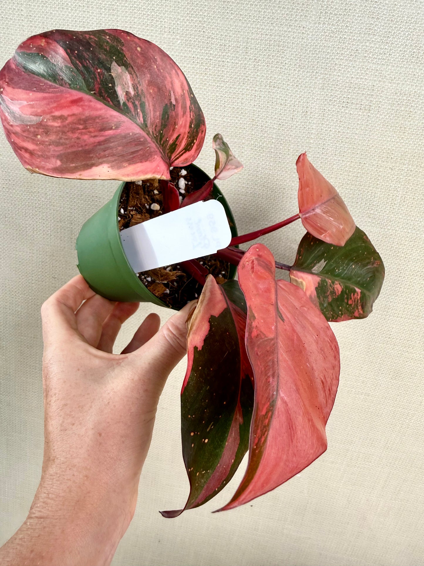 Philodendron Princess of Fire
