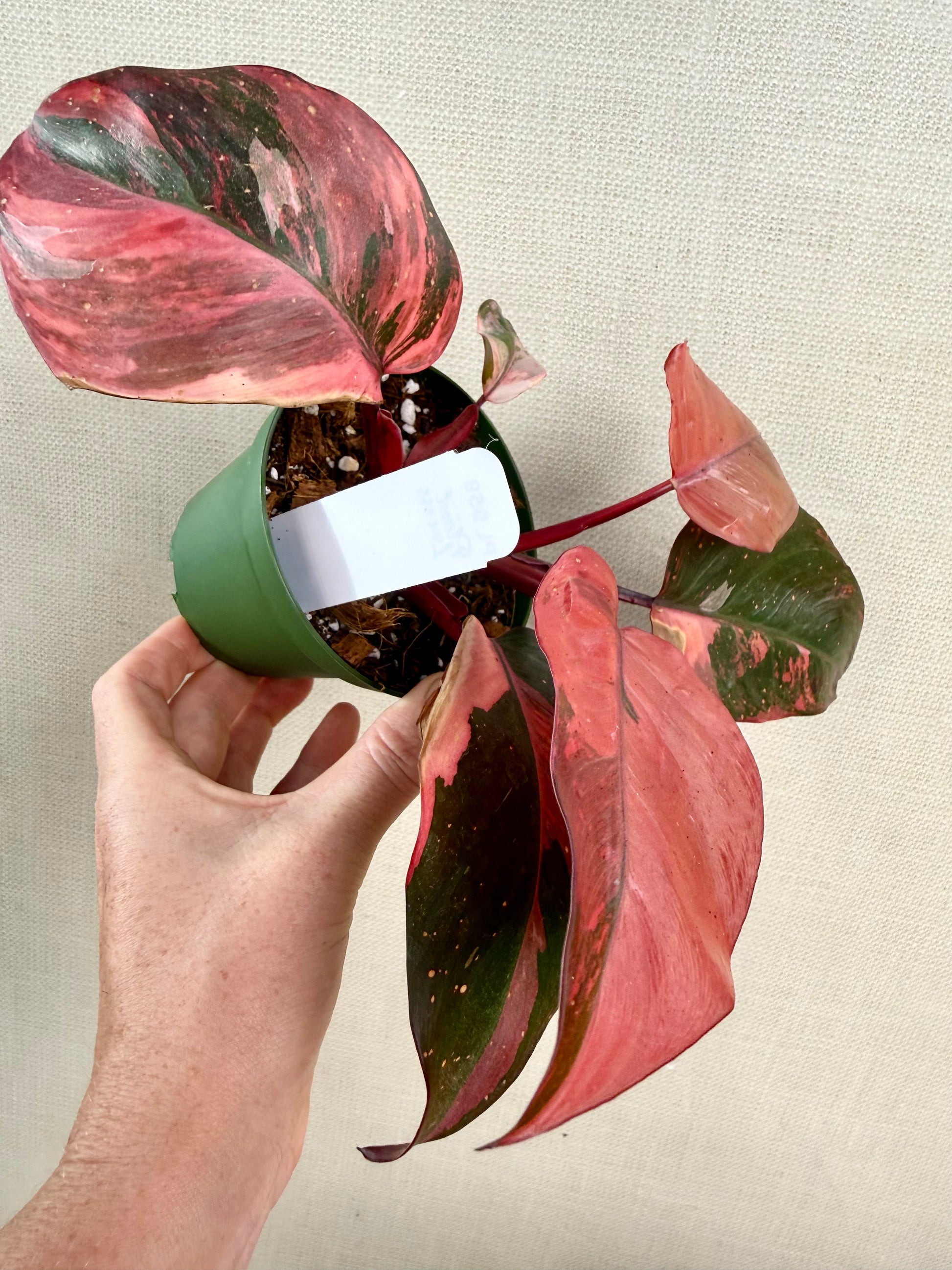 philodendron fire princess Philodendron Princess of Fire – We Are Plant Lovers