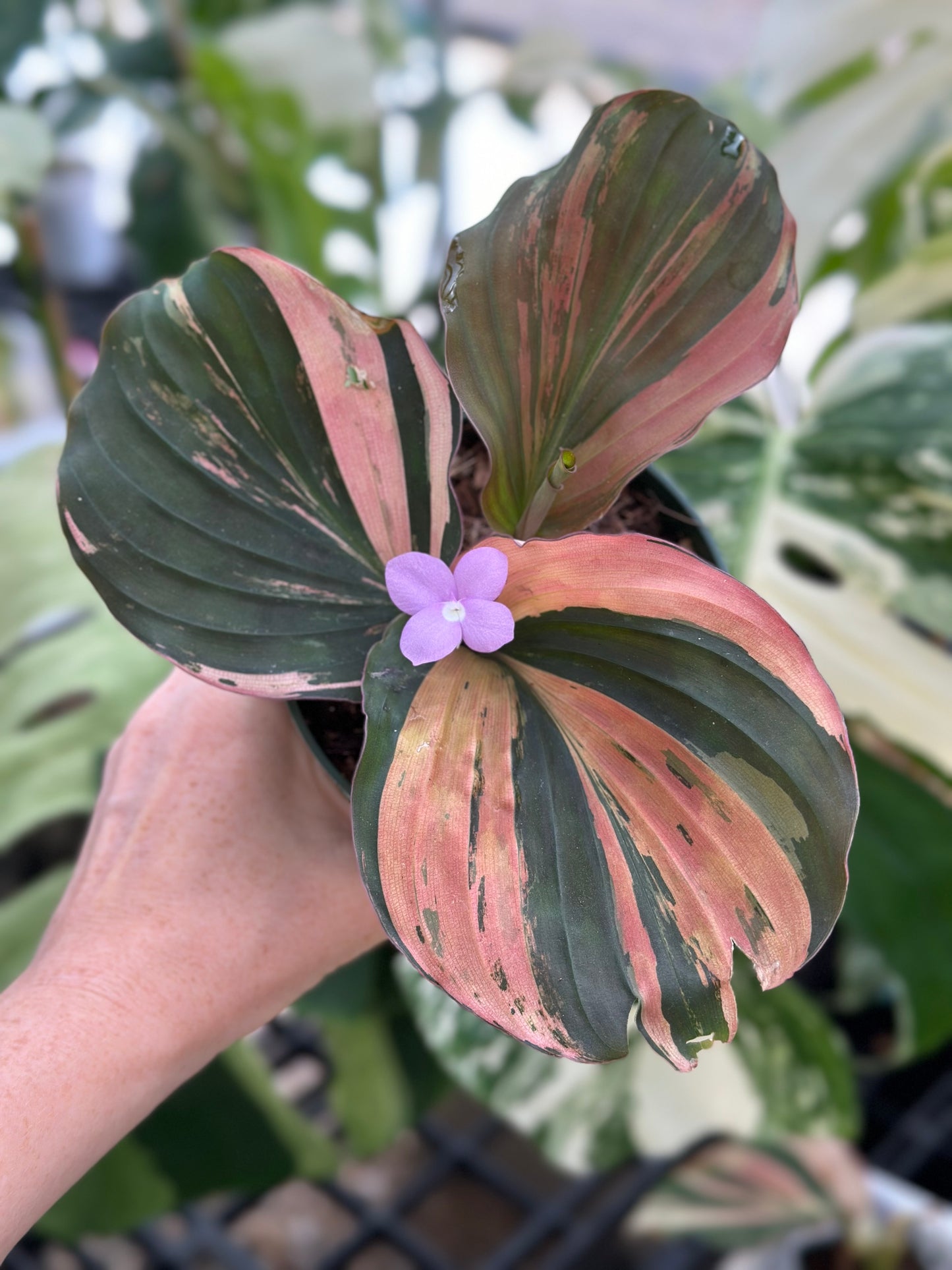 Kaempferia sp. Variegated Ginger