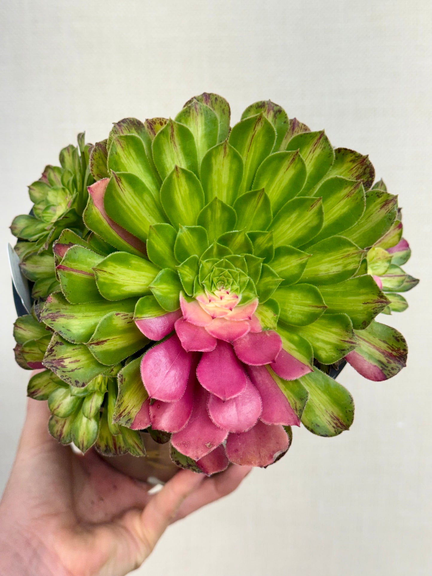 Aeonium Ultralight