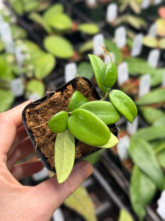 Hoya Spectactissma