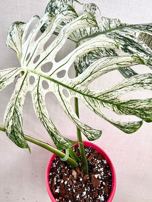 Monstera Devil