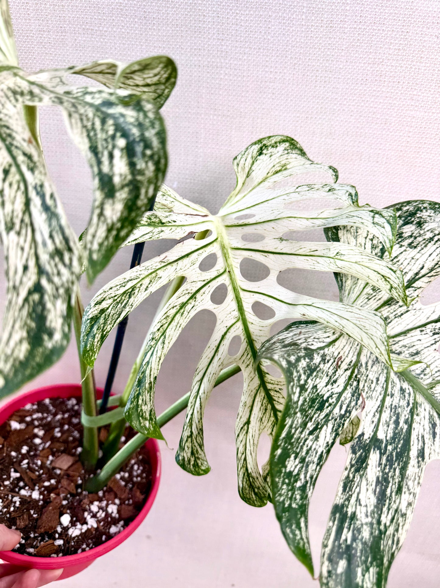 Monstera Devil
