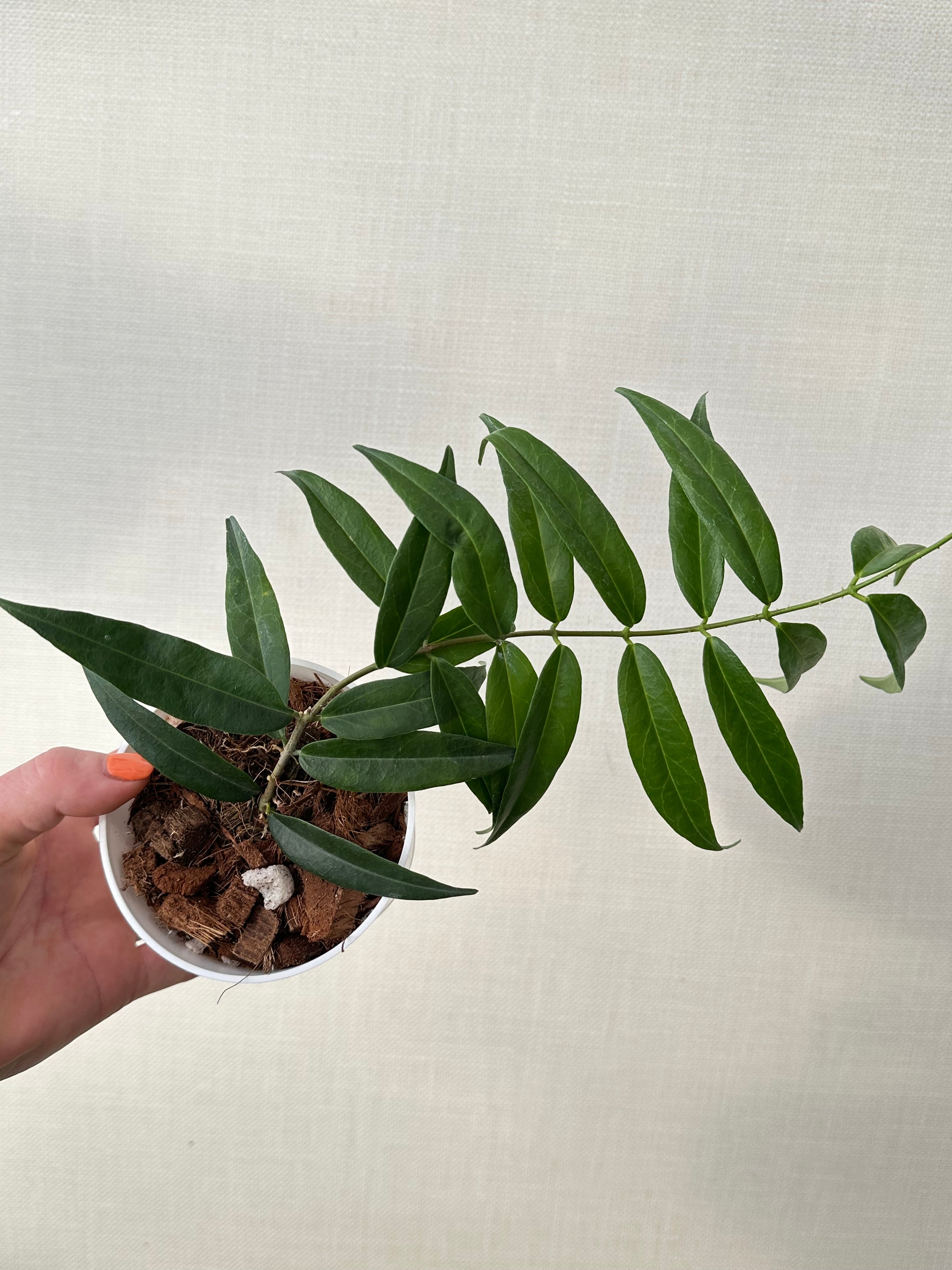 Hoya Paradisea – We Are Plant Lovers