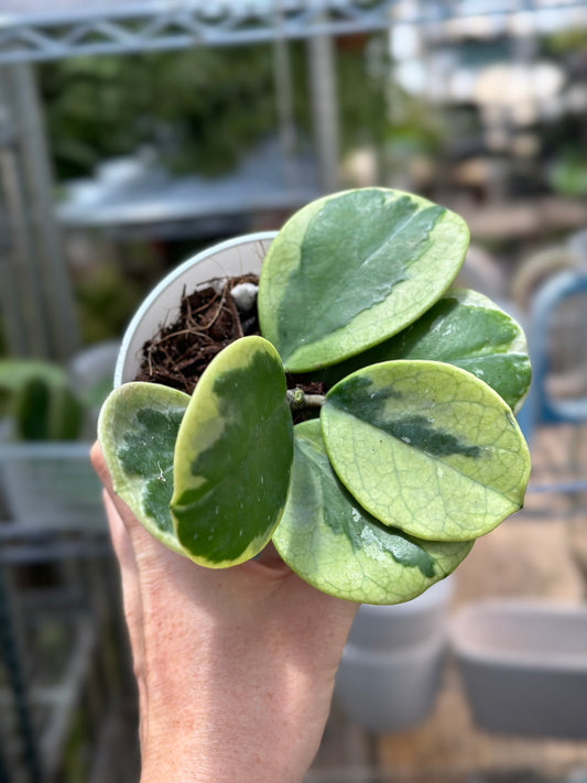 Variegated Obovata White