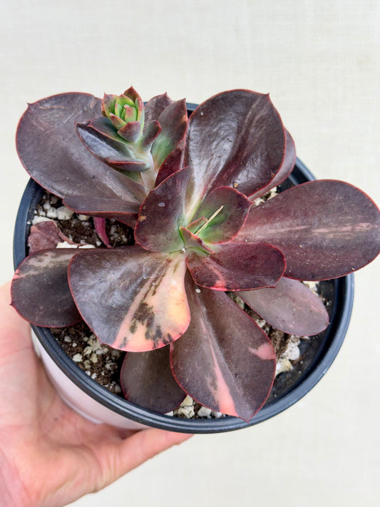 Echeveria Primadonna
