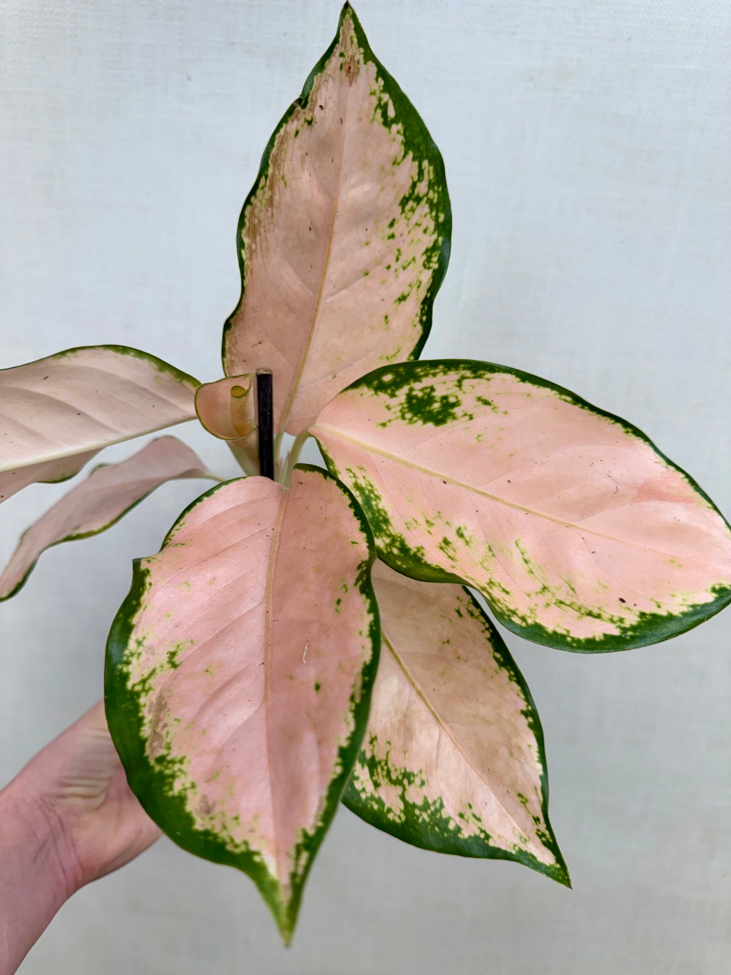 Aglaonema Pink Cochin