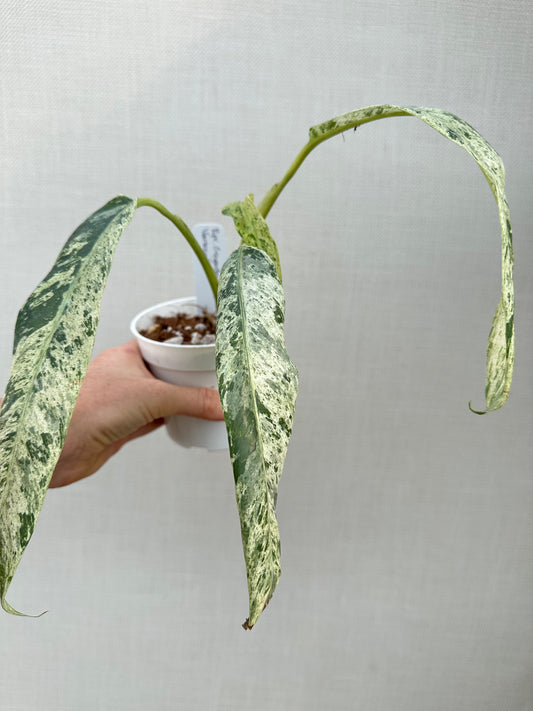 Variegated Epipremnum Giganteum