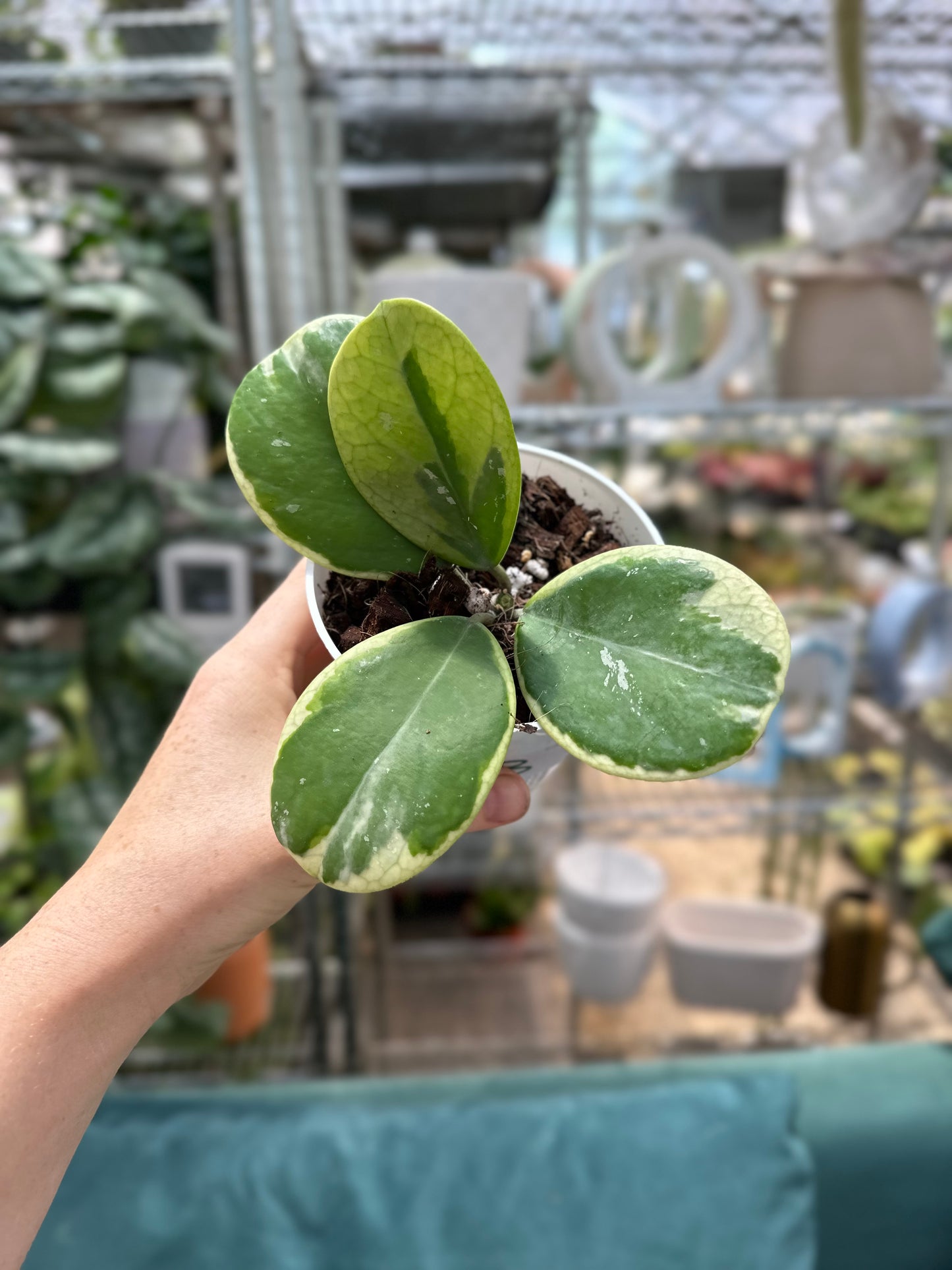 Variegated Obovata White