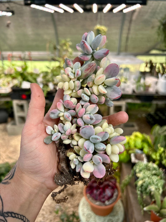 Cluster Cotyledon Orbiculta