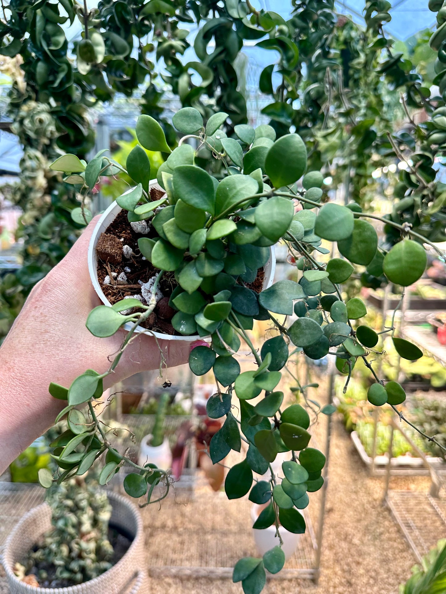 Hoya Carmelae