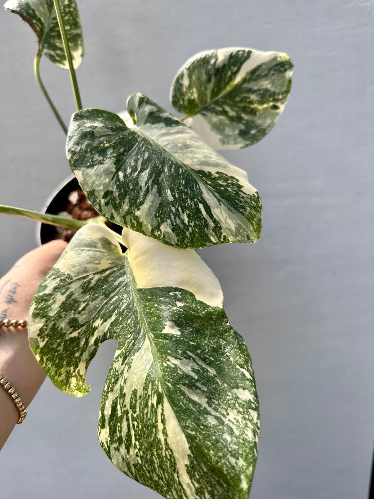 Monstera Crème Brûlée – We Are Plant Lovers