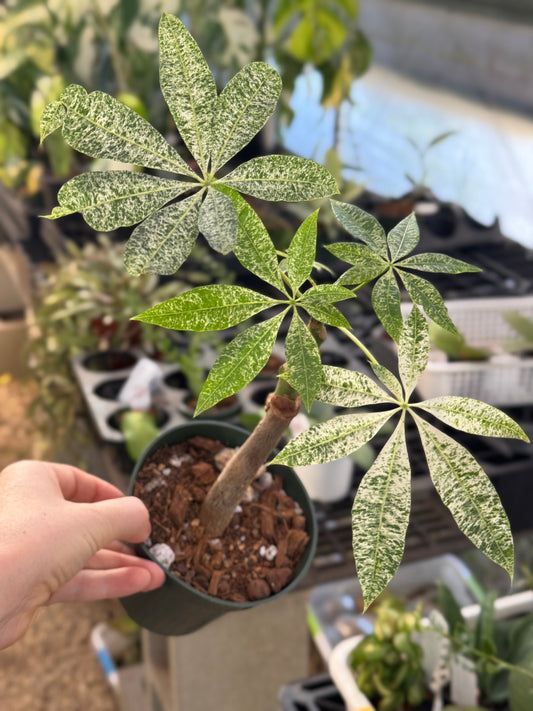 Variegated Money Tree