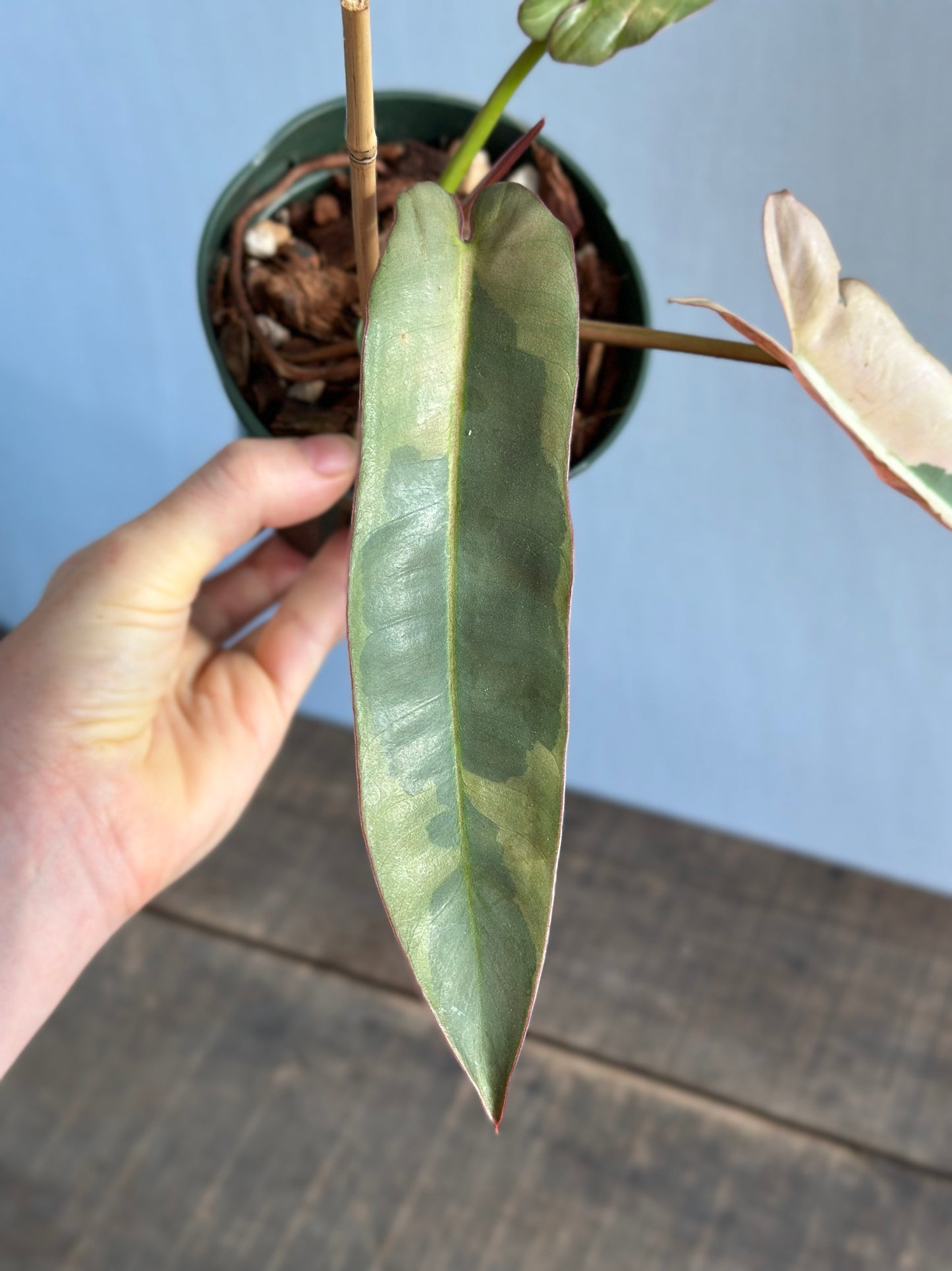 Variegated Philodendron Atabapoense