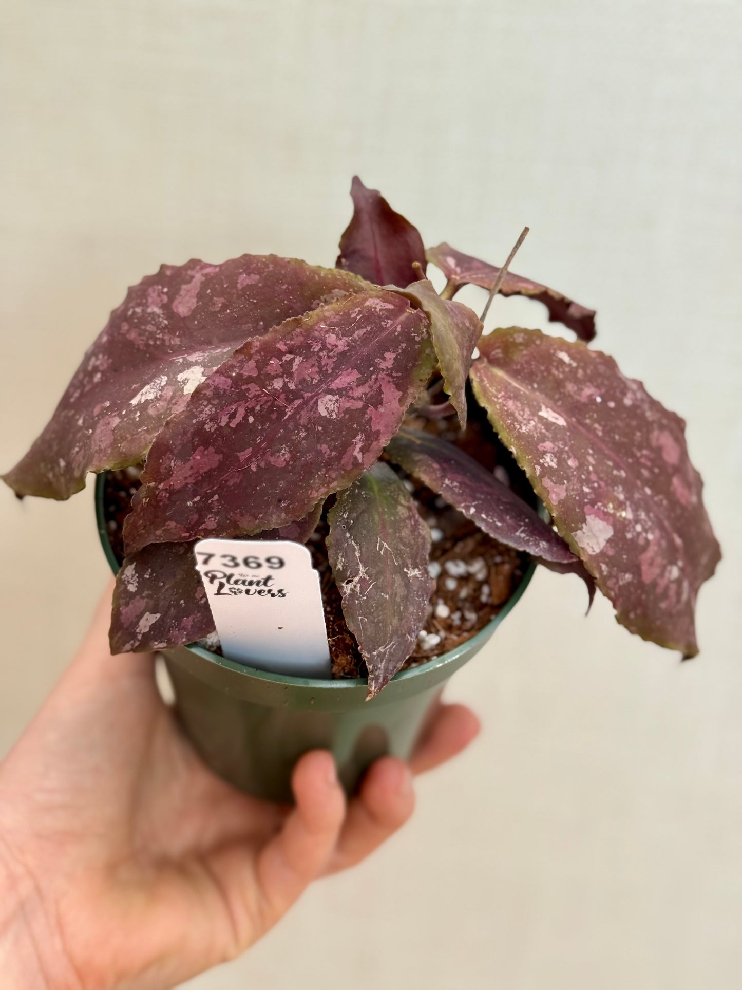 Hoya Undulata
