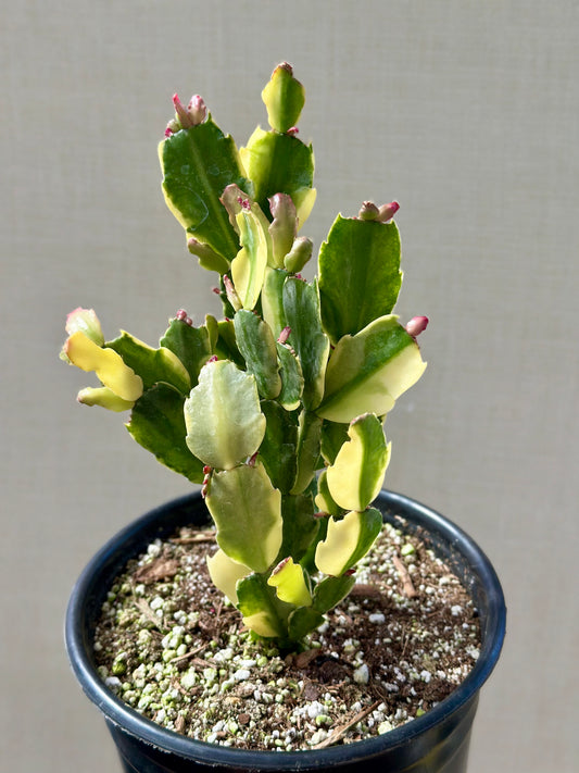 Variegated Christmas Cactus