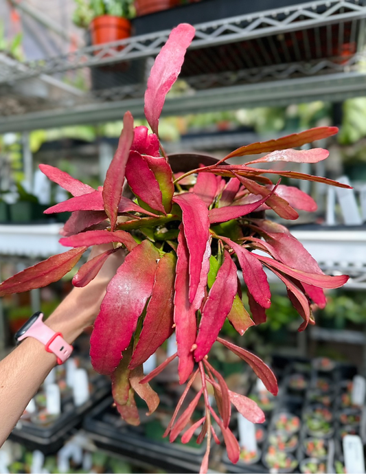 Rhipsalis Ramulosa