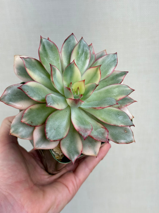 Echeveria Moon Goddess Variegated