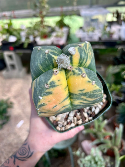Variegated Astrophytum