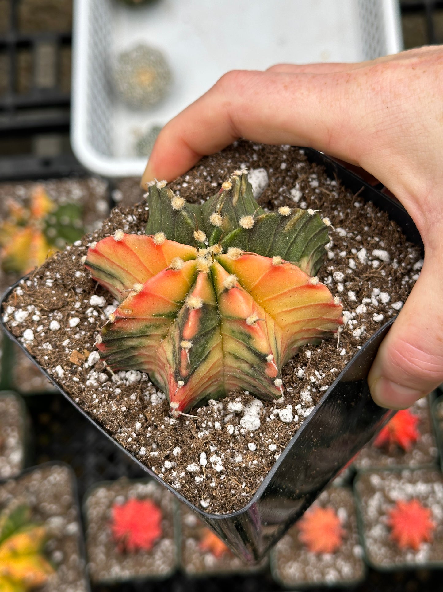 Gymnocalycium Cactus