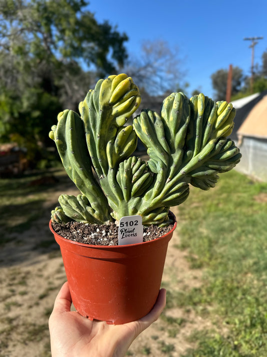 Myrtillocactus Geometrizans Variegated