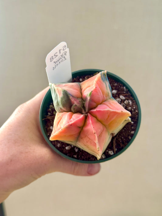 Variegated Astrophytum Myriostigma