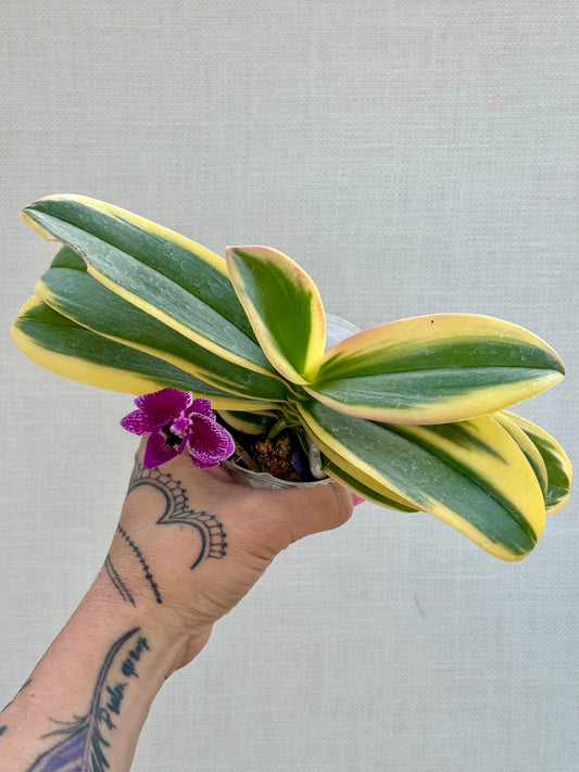 Variegated Orchid (Purple Flower)