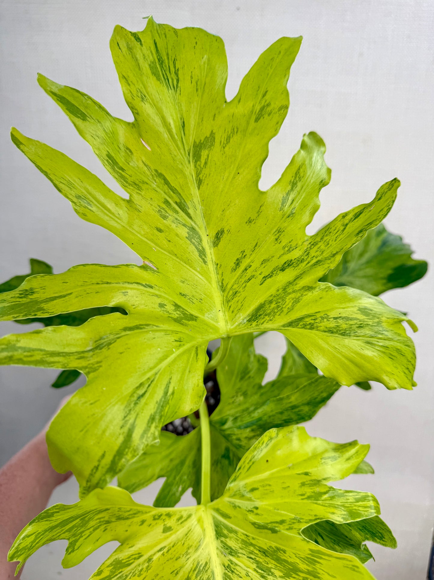 Variegated Selloum