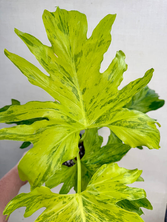 Variegated Selloum