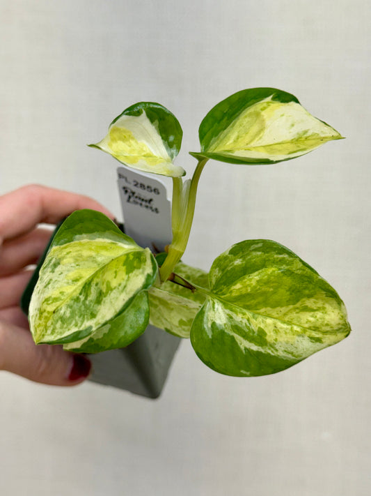 Global Japan Pothos