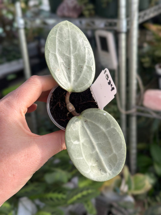 Hoya Latifolia Silver