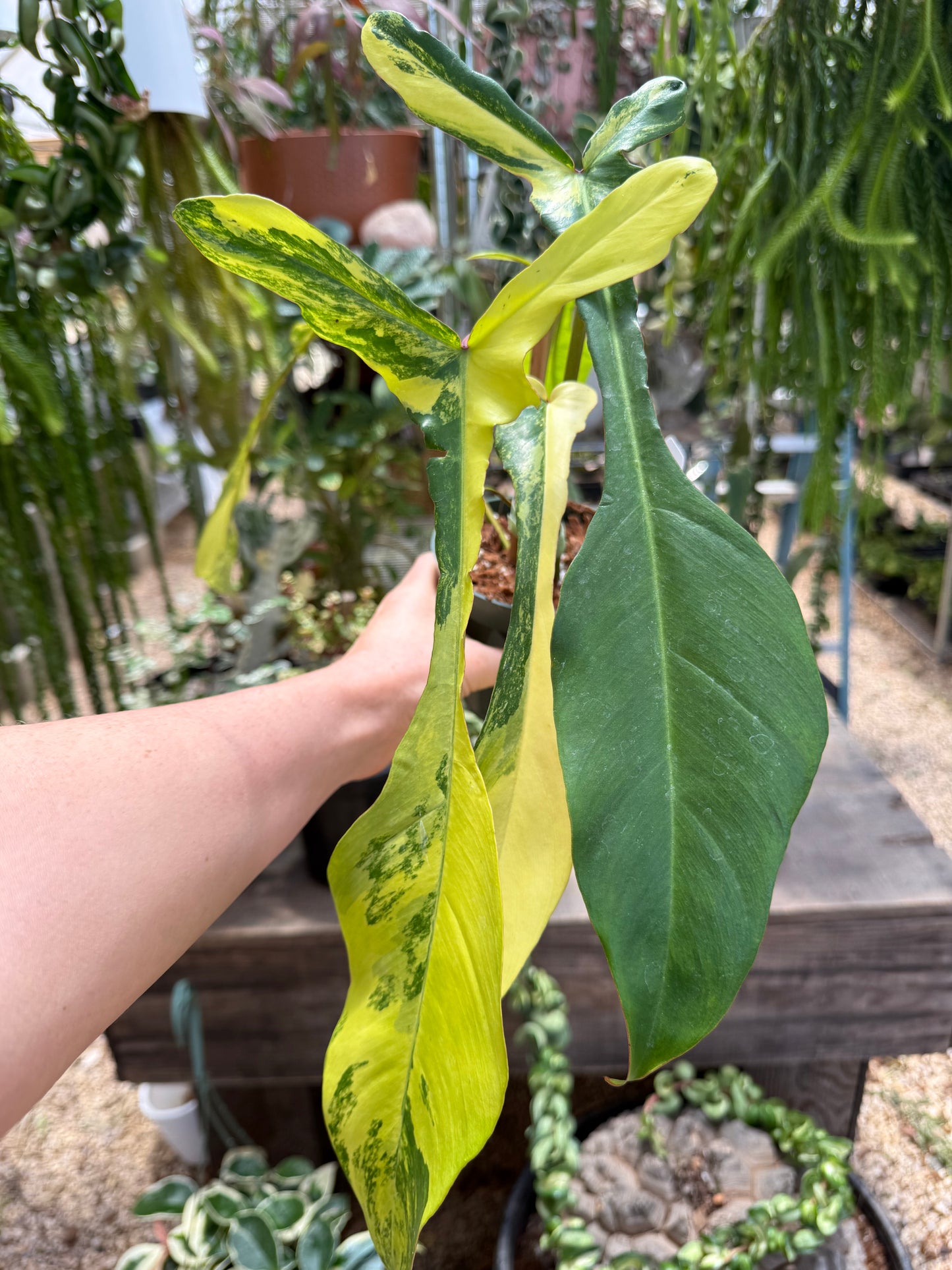 Variegated Joepii