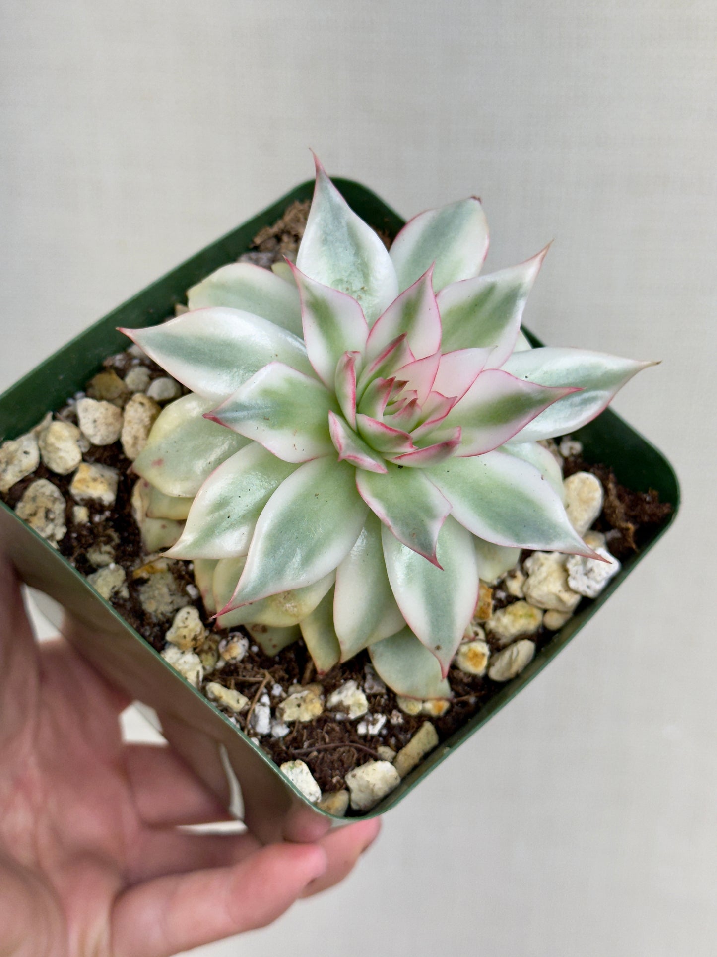 Echeveria Giselle Variegated