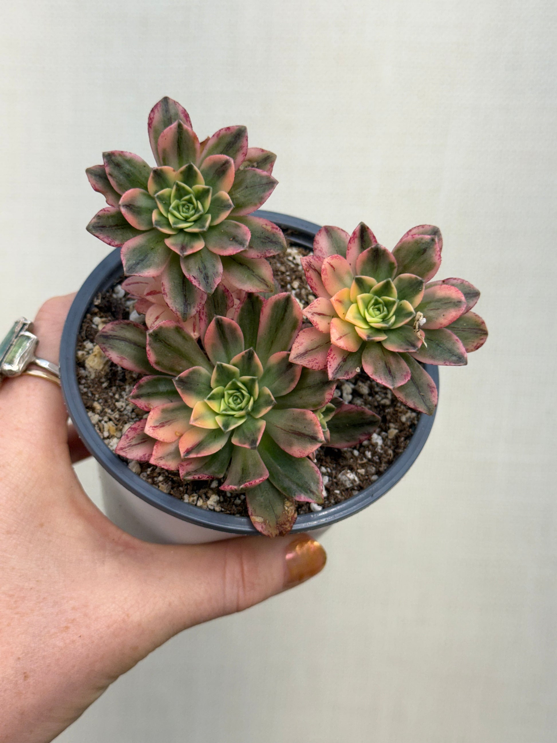 sweet and succulent shop Aeonium Sweet Tea Variegated – We Are Plant Lovers