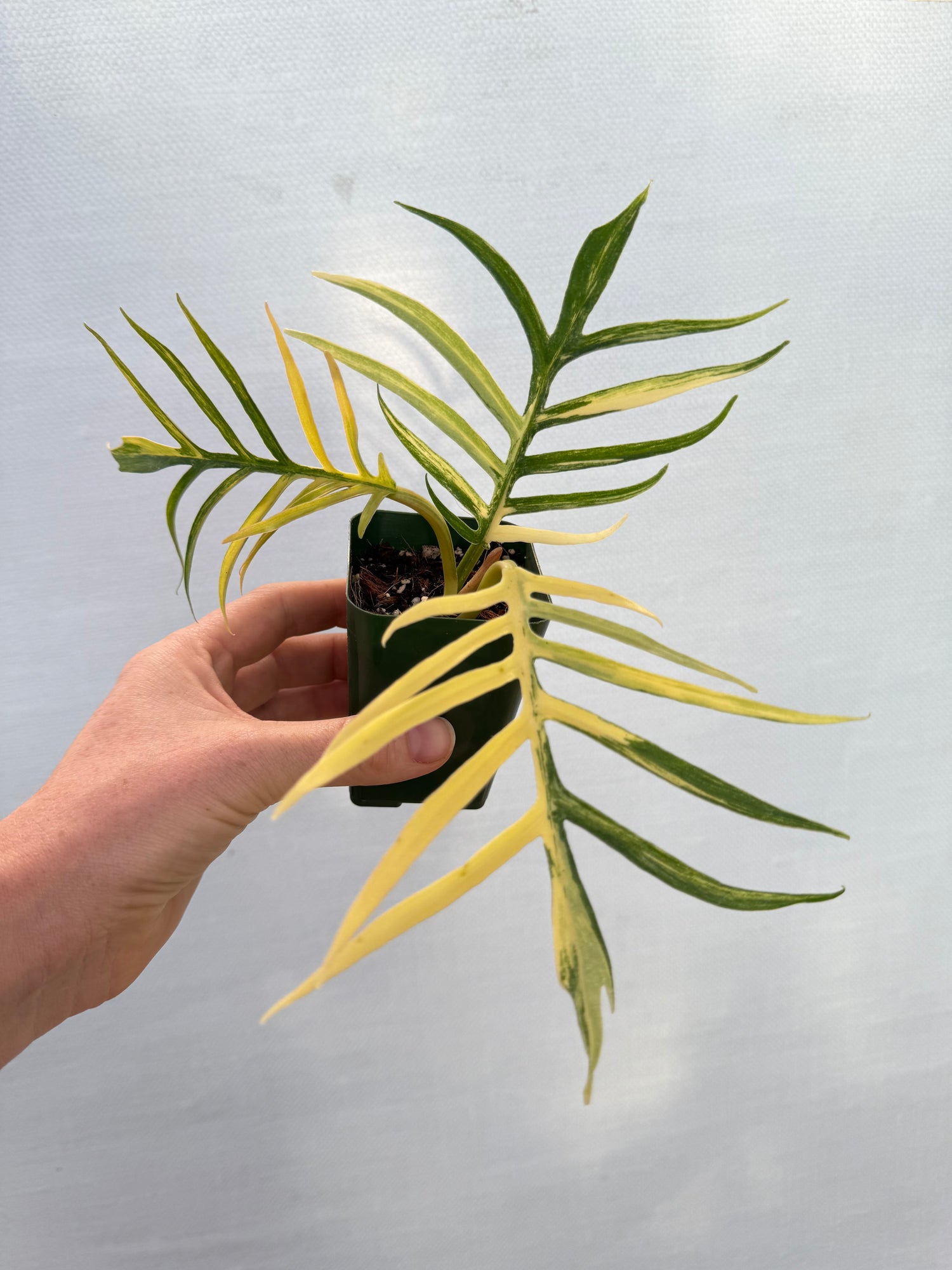 Philodendrons