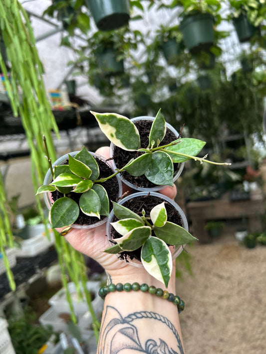 Lacunosa Asami