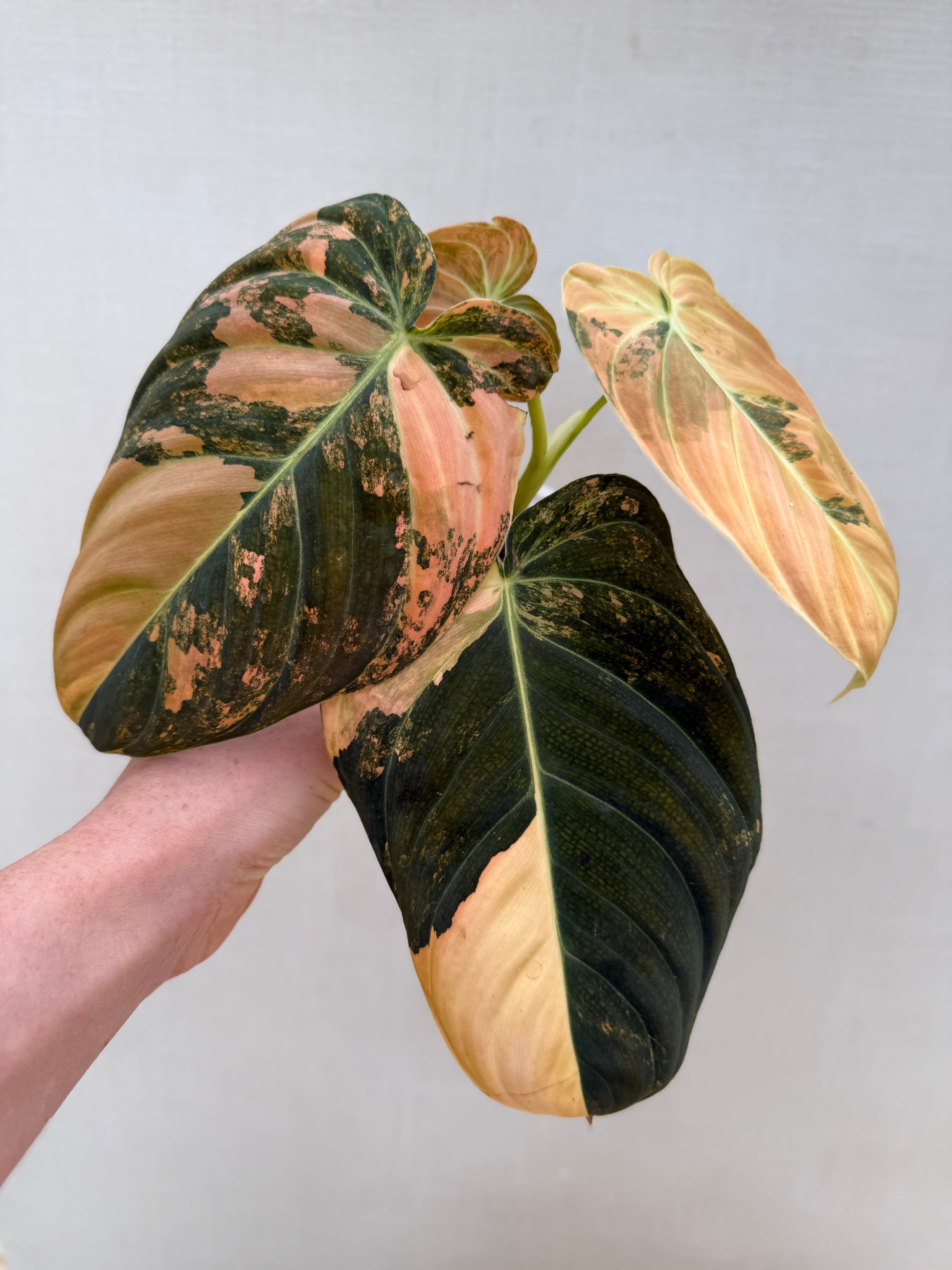 philodendron melanochrysum orange leaves Orange Melanochrysum – We Are Plant Lovers