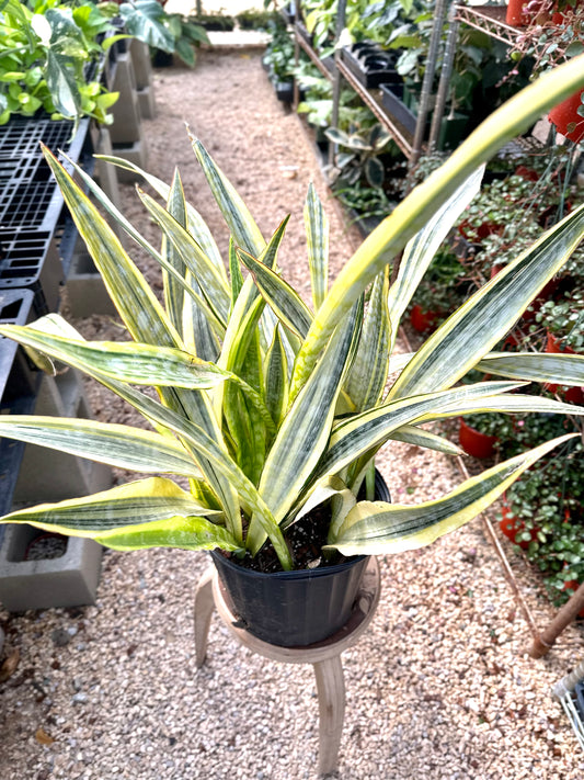 Sansevieria Gold Dust