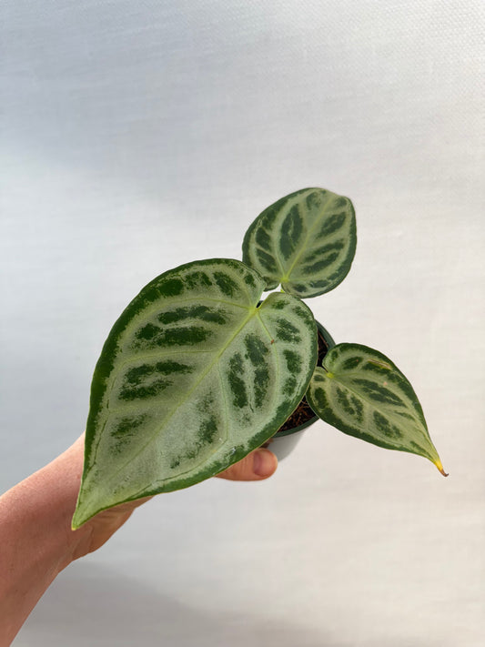 Anthurium Dorayaki Silver