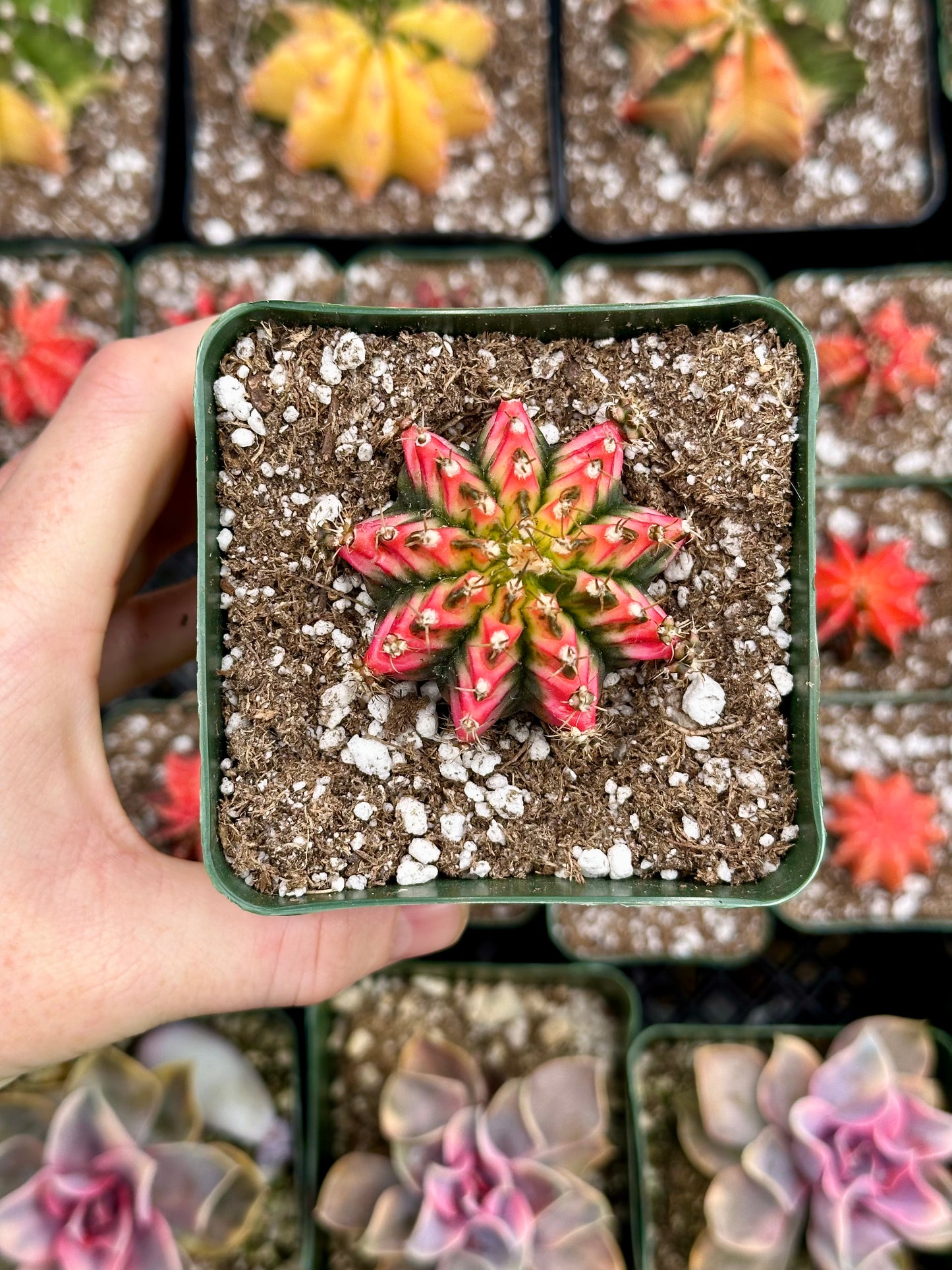 Gymnocalycium Cactus