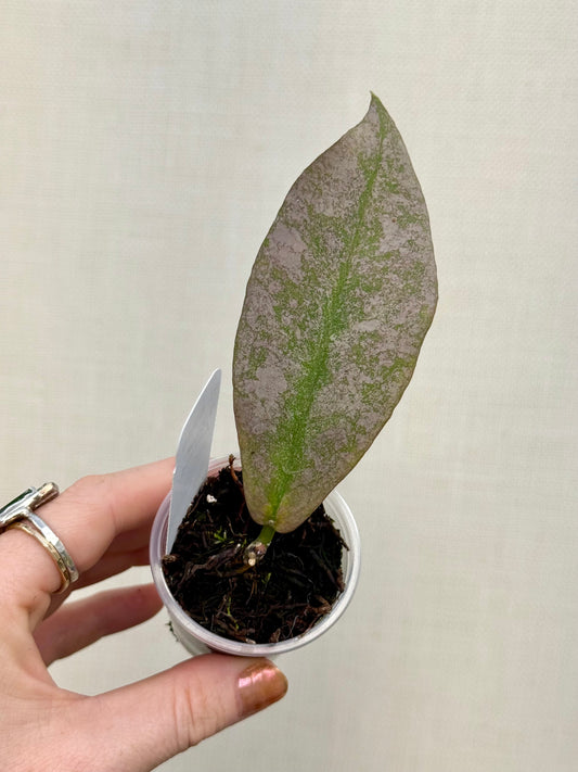 Hoya Mitrata Silver