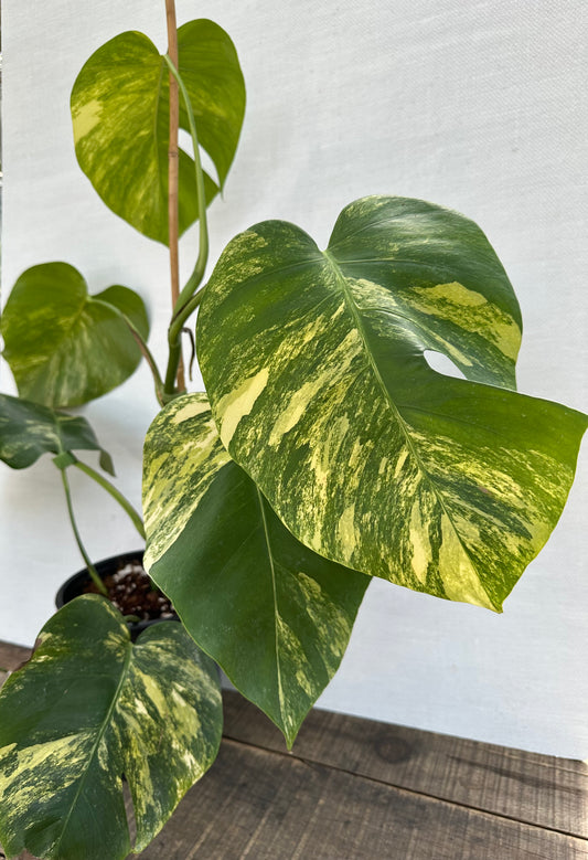 Monstera Aurea