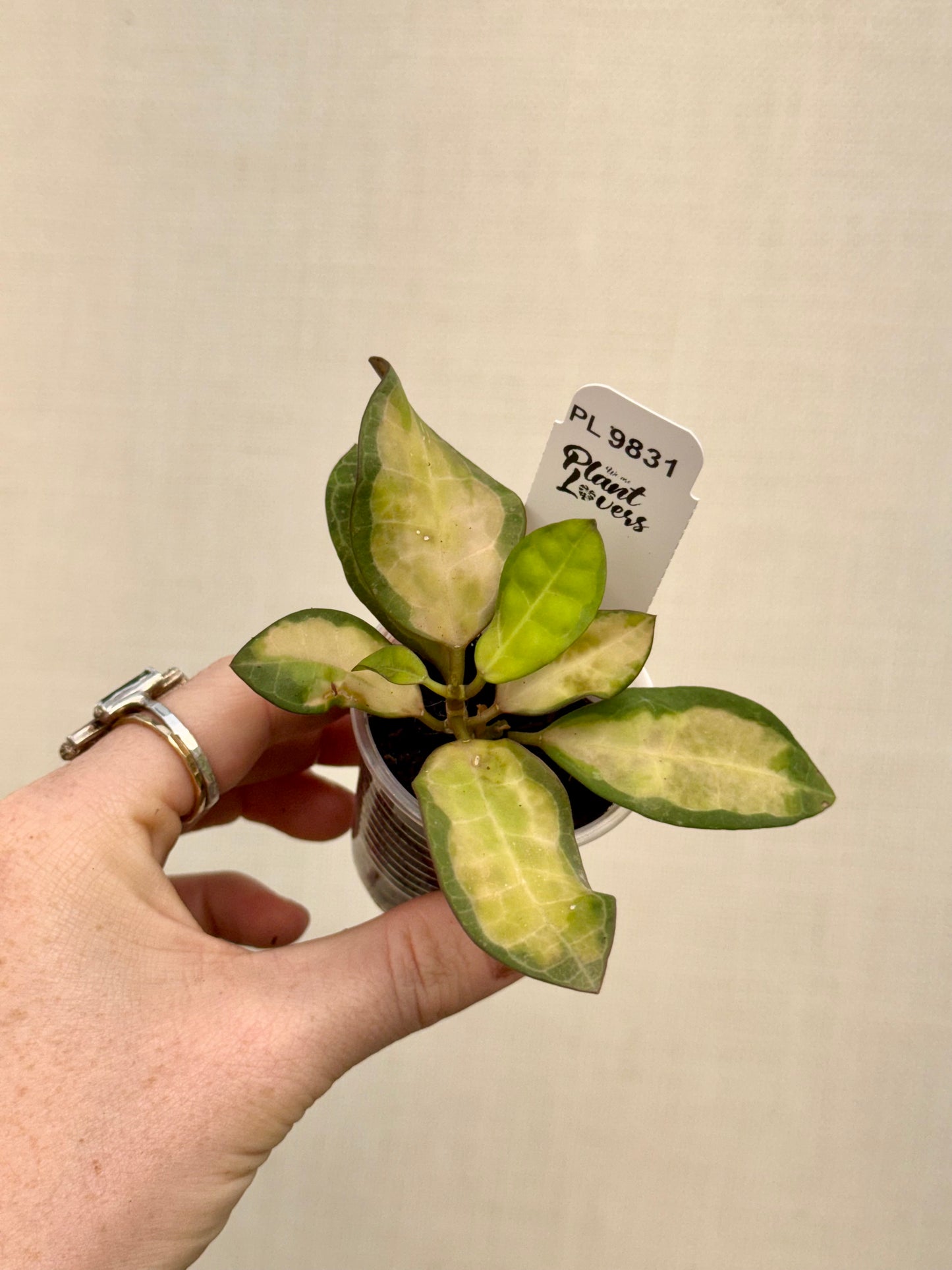 Variegated Elliptica